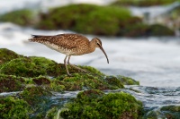 Koliha mala - Numenius phaeopus - Whimbrel o1465